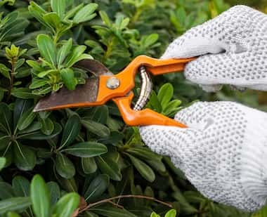 Hedge trimming