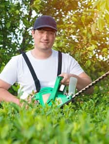 Crew member trimming a hedge
