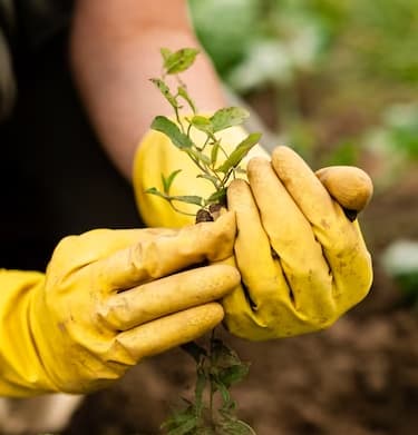 Hands holding a seedling in fresh soil
